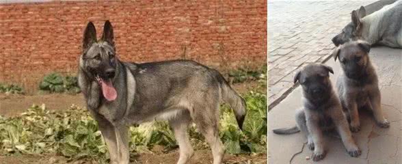 我国农村里的狼青犬还多吗？主要分布在哪些地方？