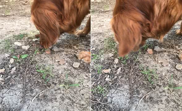狗为什么会吃草？