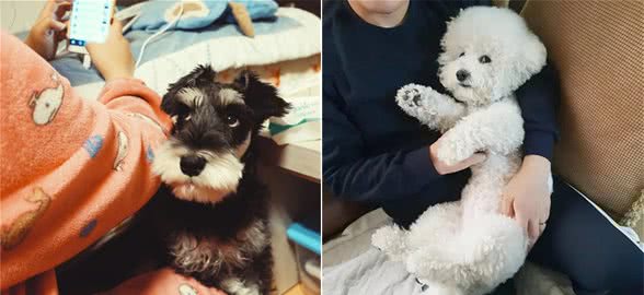 对主人非常忠心的6种小型犬，养过的人，都说不后悔