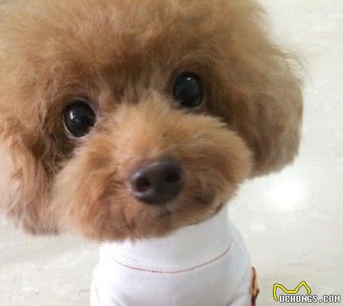 泰迪犬好不好养？8大优点，让你喜欢它都来不及