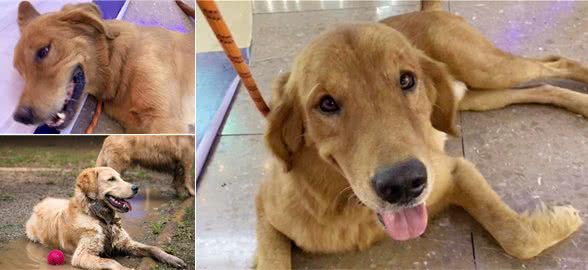 金毛犬长期挨饿但依然友善爱笑，最终未能换回主人的心，惨被遗弃