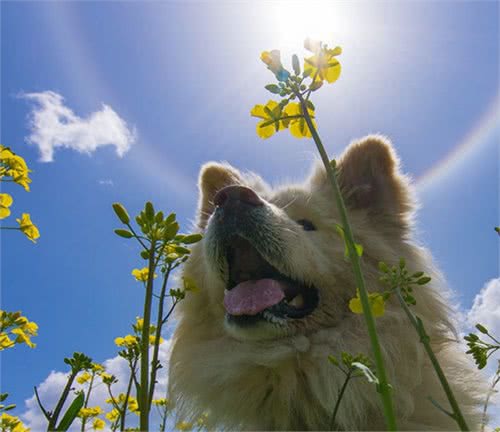 日本“以丑”而闻名的秋田犬，走完传奇一生，网友发文悼念