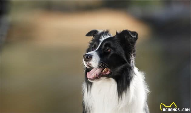 为什么这么多人喜欢边境牧羊犬