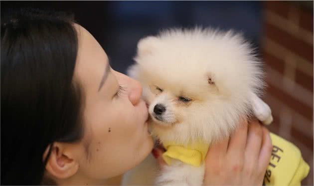 为什么博美犬这么受女孩子欢迎？原因有6个，颜值高是一个！