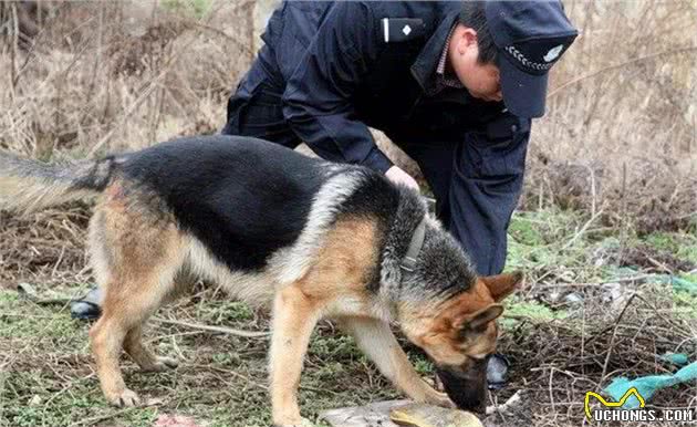 揭秘：杭州失踪案的警犬为什么鼻子会失灵？