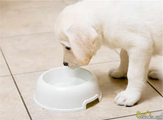 狗狗挑食只能惯着？“纠正挑食”注意这八点！让狗狗乖乖吃饭