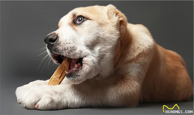 让狗狗误食了这8种食物，你会愧疚一辈子的！