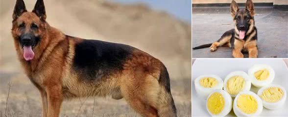 德国牧羊犬六大“可怕之处”，你知道后还敢养吗？