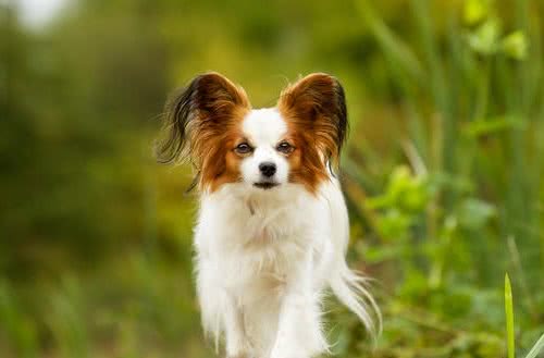 聪明漂亮的蝴蝶犬，原来你的来头这么大