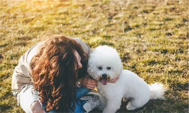 养比熊犬，为什么不建议大家养公的？这几点让人很“头疼”