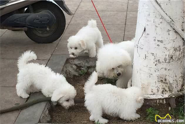 养比熊犬，为什么不建议大家养公的？这几点让人很“头疼”