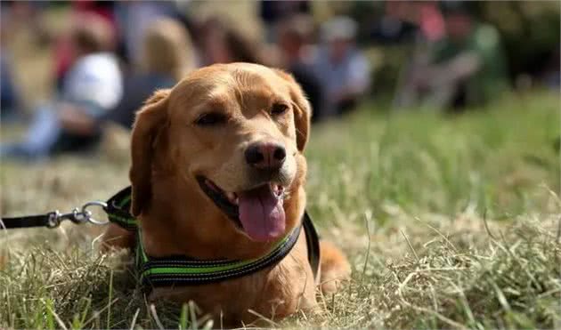 为什么不用智商排第一的边牧做警犬？