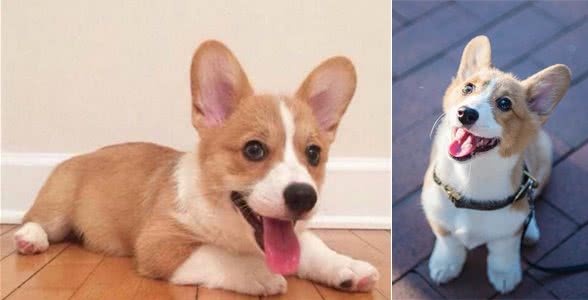 为什么柯基犬让人又爱又恨，养一只柯基是什么体验