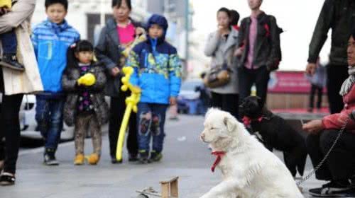 遛这5种狗时，最容易被人围观，因为男女老少都稀罕