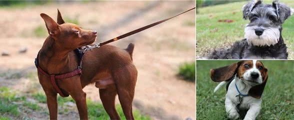 这几种小型犬，可爱又忠心，养了它们不亏