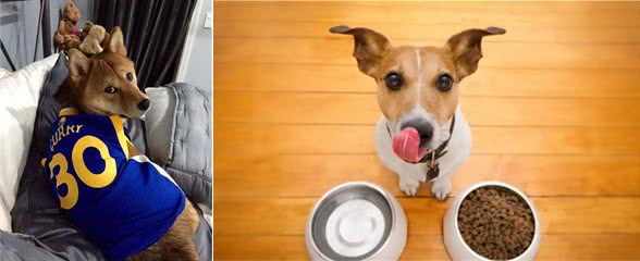 来自资深养狗师的忠告:养一只宠物犬,做好这6个“准备”