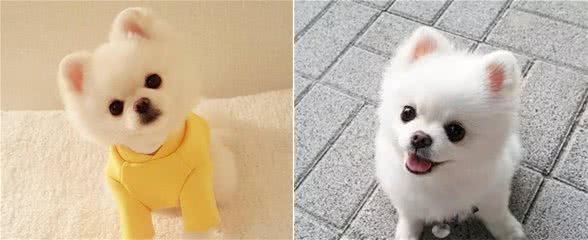 博美犬的5大性格类型，你家是哪一种？