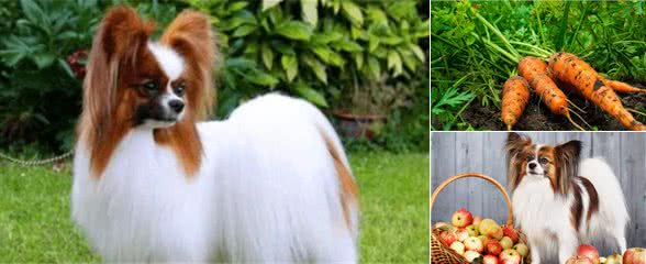 蝴蝶犬除了吃狗粮，还可以吃这些蔬果类，营养会更均衡