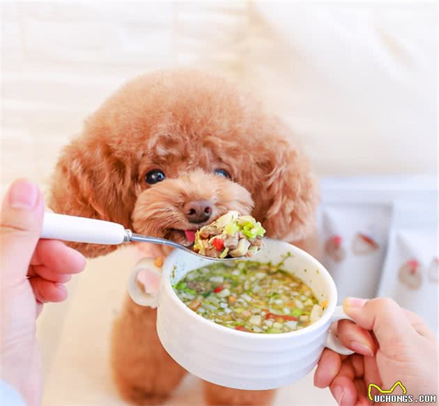 宁愿让狗狗挨饿，也不要乱喂这几种食物