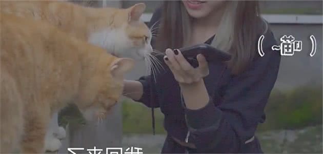 一款猫语翻译器，你想拥有吗？