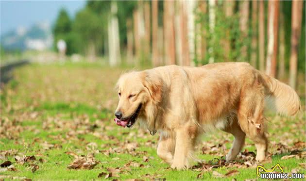 大型犬髋关节发育不良，走路都成问题，而且纯种狗狗更易患