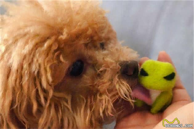 贵宾犬舔人身上不同的位置，其实它是在表达这几个意思
