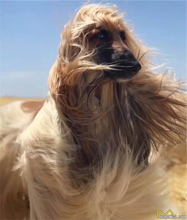 “超级模特”阿富汗猎犬，你了解多少？