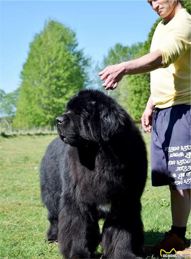 啥家庭啊？居然养得起8只纽芬兰犬！主人：“我还想再养几只”