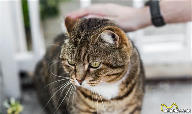 谁说只有橘猫长得胖？可能是你没见过中华田园大狸花