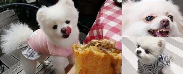 博美犬为何总是吠叫，这些原因，你真的懂它吗？