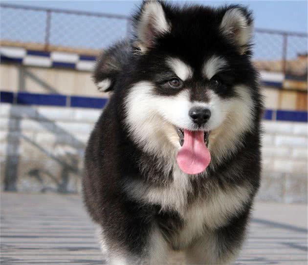 新手养狗：阿拉斯加犬的满分饲养指南