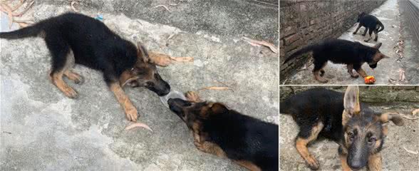 两只德牧总打架，主人根本管不了，不过还算挺团结