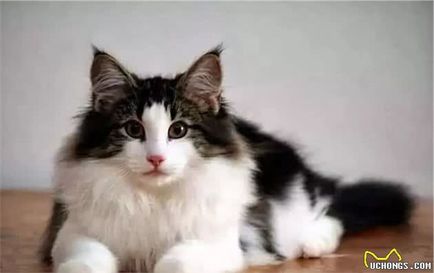 猫届中的新星“挪威森林猫”，堪称猫中“贵族”，气质满满