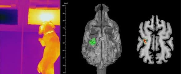 科学家用2个实验，找到狗鼻子冰凉的原因，与“热”而非散热有关