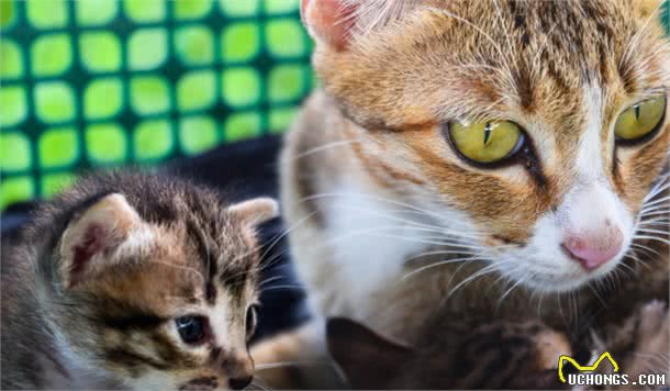 有意向养猫的朋友必看：教你如何选择适合自己的喵喵