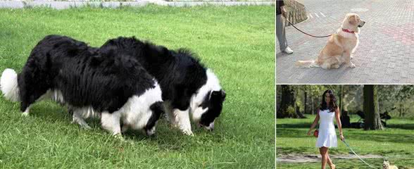 每次遛弯时，狗都要走几步停下闻半天，它们到底闻出什么了？