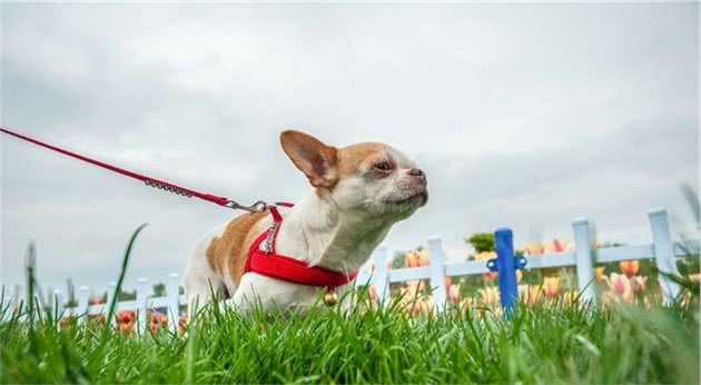 什么是犬球虫病？为何特别青睐幼犬？治疗时需注意什么问题