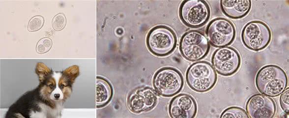 什么是犬球虫病？为何特别青睐幼犬？治疗时需注意什么问题