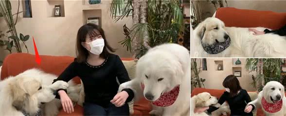 150多斤的大白熊犬，撒娇要女生抱抱，忘记自己长大了吧