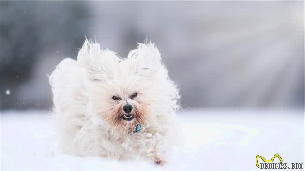 雪中遛狗的不完全指南，出门要给狗狗穿衣服保暖，雪橇犬除外