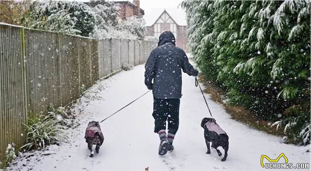 雪中遛狗的不完全指南，出门要给狗狗穿衣服保暖，雪橇犬除外