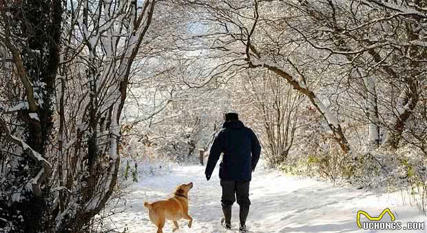 雪中遛狗的不完全指南，出门要给狗狗穿衣服保暖，雪橇犬除外