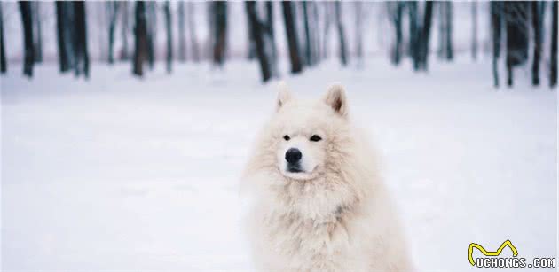 雪中遛狗的不完全指南，出门要给狗狗穿衣服保暖，雪橇犬除外