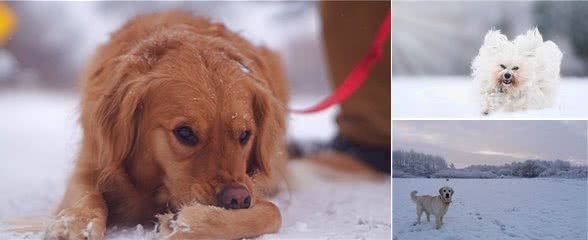 雪中遛狗的不完全指南，出门要给狗狗穿衣服保暖，雪橇犬除外