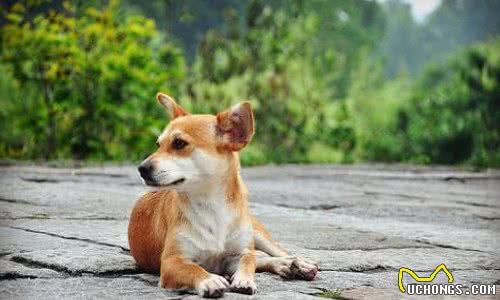 最后一次说爱你：狗狗去医院向主人告别，眼神令人心碎