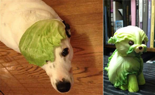 狗能吃生菜吗?很多主人肯定喂过,切碎伴着吃还促进消化