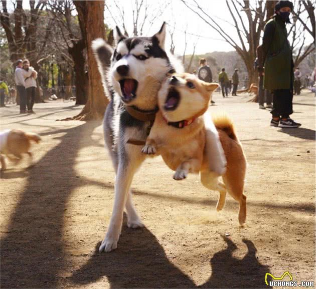 我家柴犬不听话咋办？千万别再打毛孩子了！这样教他
