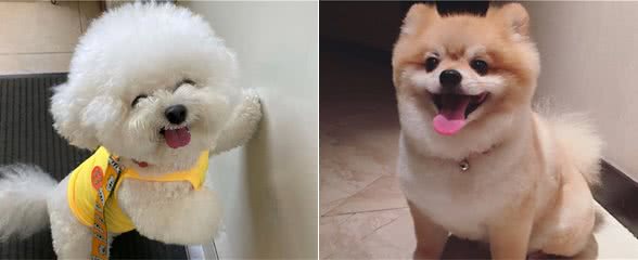 这几种狗带出门真的很拉风，毕竟颜值高，受人欢迎