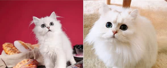 金吉拉猫掉毛严重怎么办？这几点小技巧，你得学会