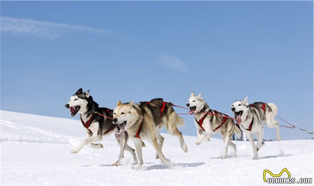 爱斯基摩人犬之—西伯利亚雪橇犬